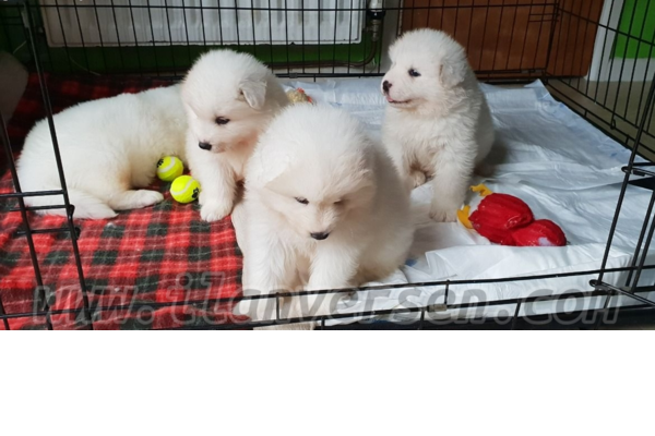 Fevzi Çakmak Mah. köpek ilanı ver