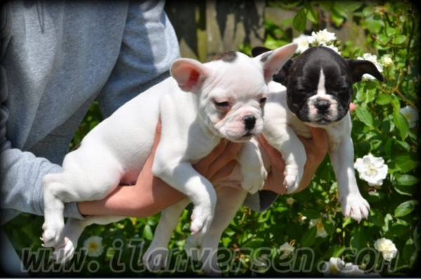 French bulldog Sahibinden 1 TL
