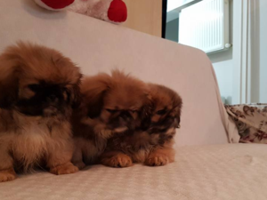Pekinez Dişi ve Erkek köpek