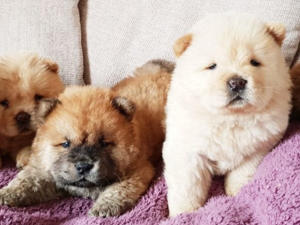 Fevzi Çakmak Mah. Chow Chow ilanları