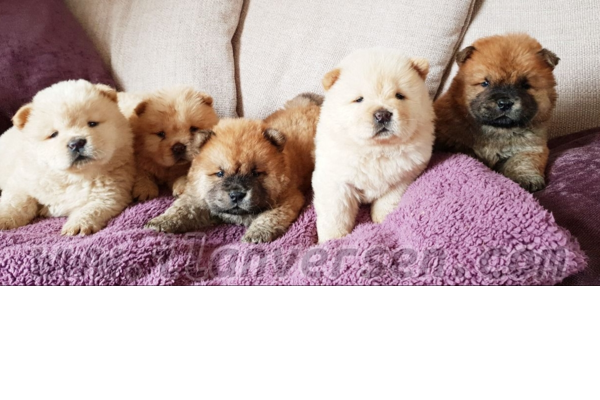 Fevzi Çakmak Mah. Chow Chow ilanları