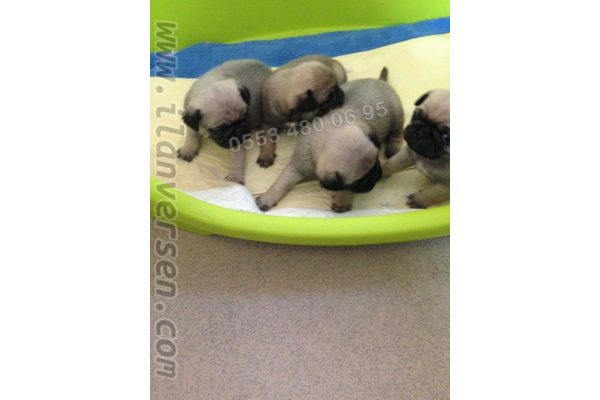 Pug Dişi ve Erkek köpek