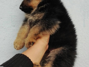 köpek Alman çoban kurdu fiyatları