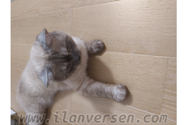 British shorthair 6-12 Aylık Karlıktepe Mah.