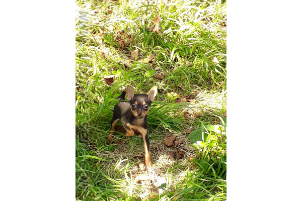Diğer köpek ırkı Sahibinden Merkez Mah.