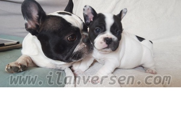 French bulldog Dişi ve Erkek köpek