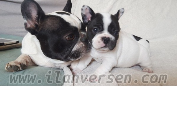 French bulldog Sahibinden Akmescit Mah.