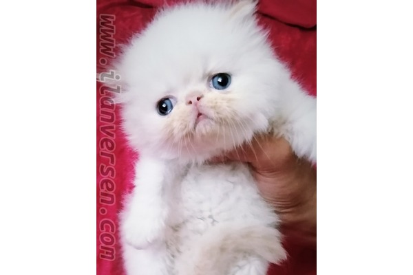 İran Dişi ve Erkek kedi