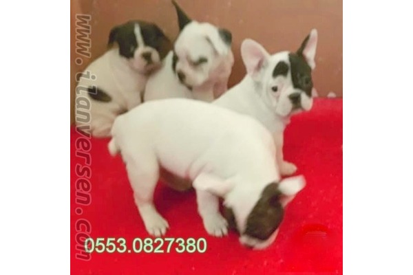 French bulldog yaş 0-3 Aylık Gürpınar Mah.