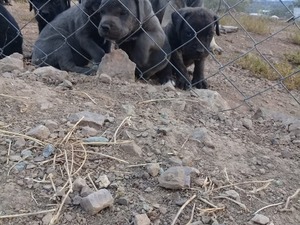 avcı köpek Dişi ve Erkek Sahibinden Bademler Köyü