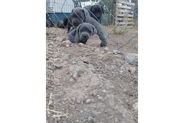Dişi ve Erkek köpek Bademler Köyü