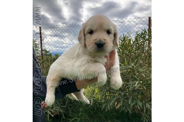 köpek Golden retriever fiyatları