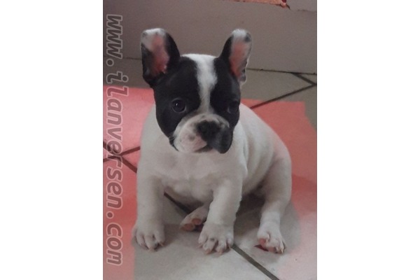 köpek French bulldog fiyatları