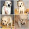 köpek Golden retriever fiyatları