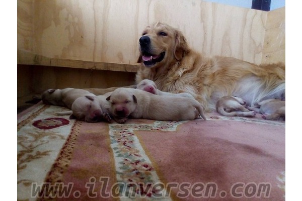 Altınkum Mah. köpek ilanları
