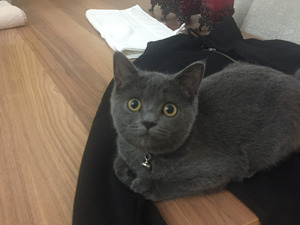 kedi British shorthair fiyatları