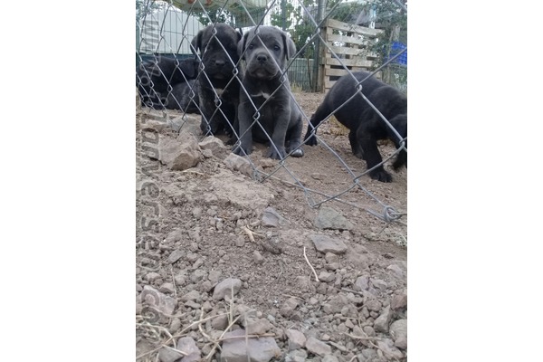 Cane corsa Sahibinden 1 TL