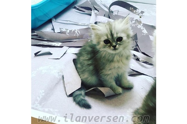 0-3 Aylık kedi Macun Mah.