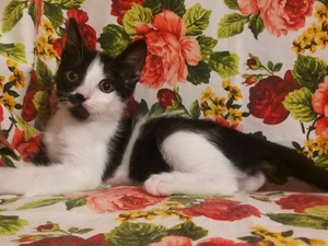 Altıntepsi Mah. kedi fiyatları