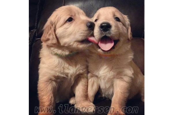 Ergene Mah. köpek ilanları