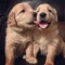 Ergene Mah. köpek ilanları