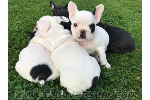 French bulldog köpek Merkez