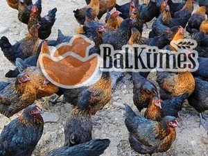Büyükakçaalan Köyü hayvanlar fiyatları