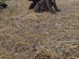 koruma köpeği Bademler Köyü köpek fiyatları