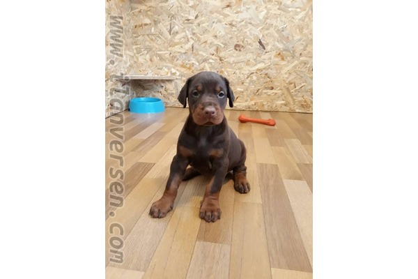 Atapark Mah. köpek ilanı ver