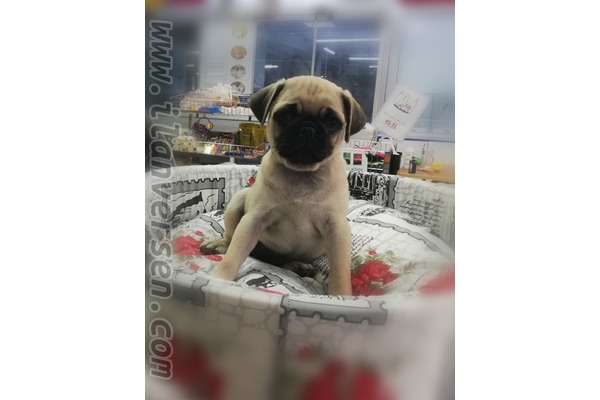 Pug 1 TL Balat Mah.