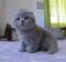 Scottish fold 0-3 Aylık Altınkum Mah.