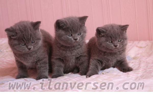 British shorthair Dişi ve Erkek kedi