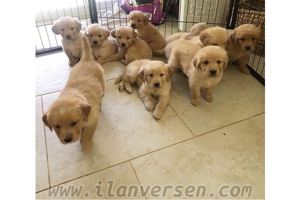 Golden retriever 1 TL Ergene Mah.