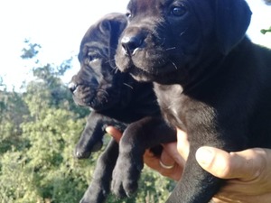 bekçi köpeği Bademler Köyü köpek fiyatları