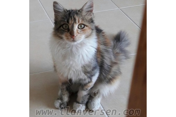 Chinchilla ilanları