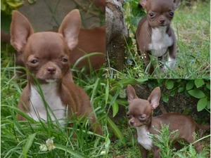 Chihuahua Özel üretim