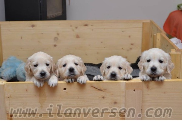 Golden retriever Sahibinden 1 TL