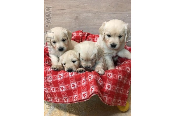 Golden retriever 1 TL Altınkum Mah.