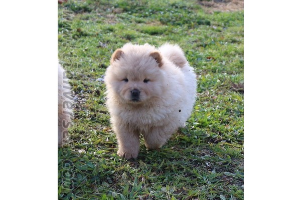 Fevzi Çakmak Mah. Chow Chow ilanları