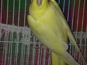  Sultan papağanı 3-6 Aylık