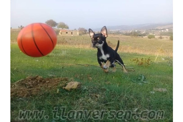 Chihuahua Dişi ve Erkek köpek