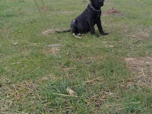 satılık kuş köpeği Cane corsa yaş 0-3 Aylık Bademler Köyü