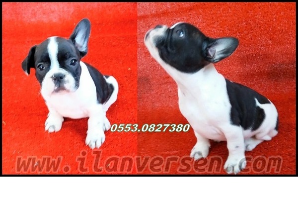 French bulldog Gürpınar Mah.