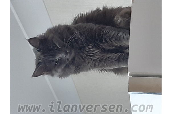 Dişi kedi Alacaatlı Mah.