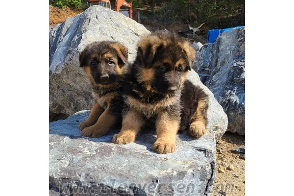 ALMAN ÇOBAN KÖPEĞİ YAVRULARI