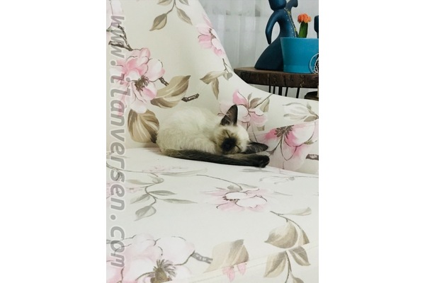 Siyam Erkek kedi
