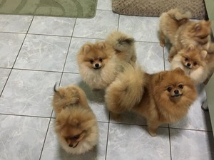 izmir ücretsiz köpekler Pomeranian Sahibinden Altınkum Mah.