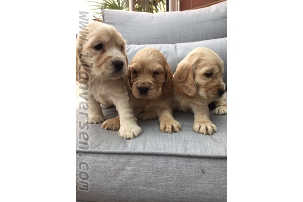 Merkez Efendi Mah. köpek ilanı