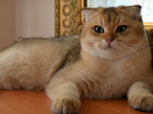 Scottish fold Erkek Mevlanakapı Mah.