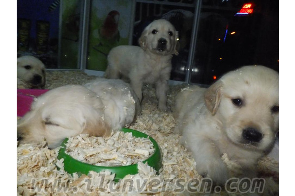 Golden retriever Sahibinden Atatürk Mah.